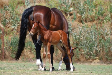 kısrak ve colt