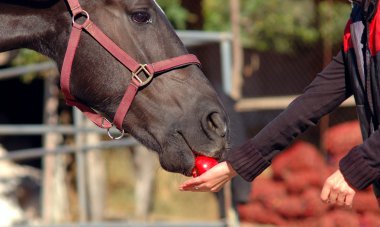 Raven horse is eating apple clipart