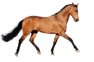 Running bay horse, isolated clipart