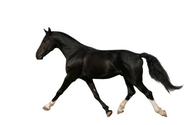 Running raven horse, isolated clipart