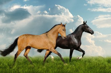 Two beautiful horses in the field clipart