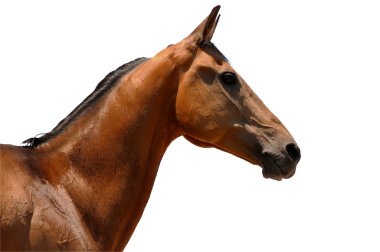 Portrait of bay horse isolated clipart