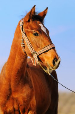 Portrait of foal clipart