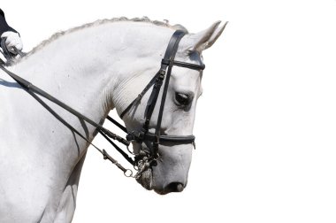 A portrait of gray dressage horse clipart