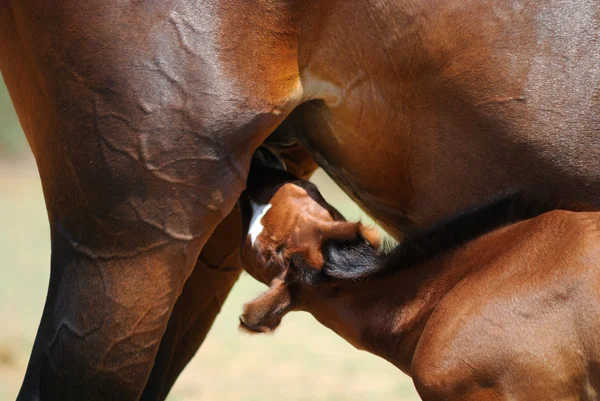 Kuda betina dan kuda kecil — Stok Foto
