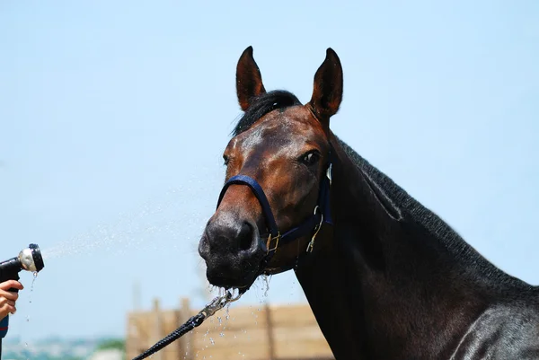 stock image Sportive horse is swimming