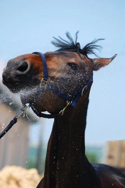 Sportig häst simning — Stockfoto