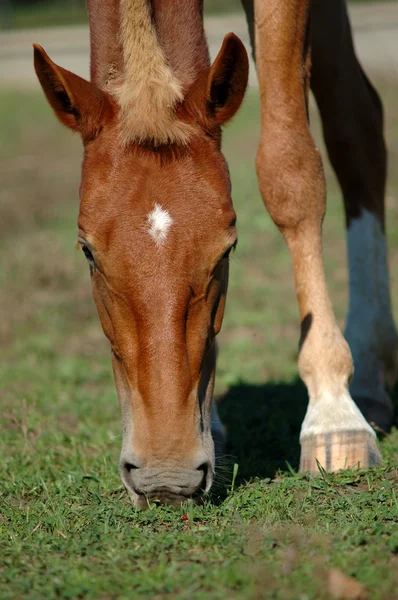 Red horse is feeding — Stock Photo, Image