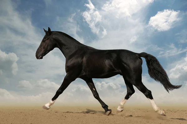 Running black horse against blue sky — Stock Photo, Image