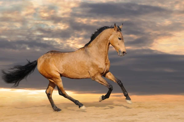 Cavalo da baía galopante — Fotografia de Stock