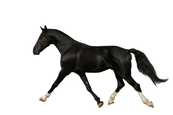 Running raven horse, isolated — Stock Photo, Image