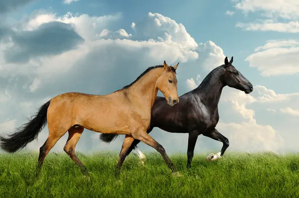 Δύο πανέμορφα άλογα στο πεδίο — Φωτογραφία Αρχείου