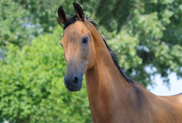 Retrato de caballo de laurel —  Fotos de Stock