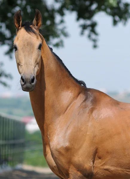 Ritratto di cavallo alloro — Foto Stock