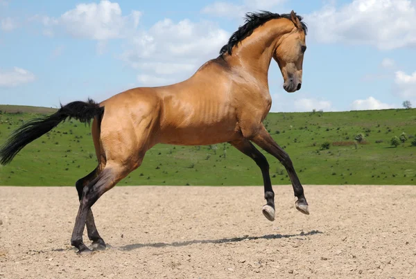 Akhalteke stallion — Stock Photo, Image