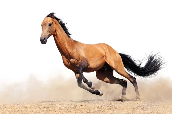Correr cavalo baía isolado — Fotografia de Stock