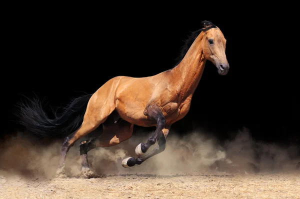Baai paard uitgevoerd, geïsoleerd — Stockfoto