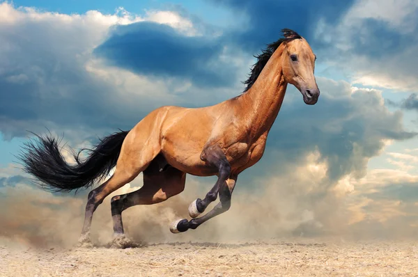 Running bay horse against blue sky — Stock Photo, Image