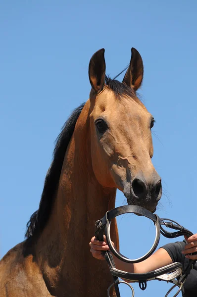Porträt des braunen Pferdes — Stockfoto