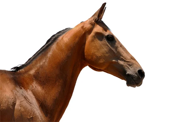 Portret Zatoka koń na białym tle — Zdjęcie stockowe
