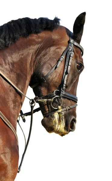 Portret van zwarte paard geïsoleerd — Stockfoto