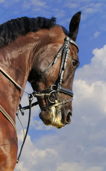 Πορτρέτο του κόλπου άλογο — Φωτογραφία Αρχείου