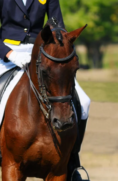 Drezurní kůň — Stock fotografie