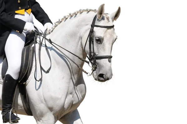 Un ritratto di cavallo dressage grigio — Foto Stock