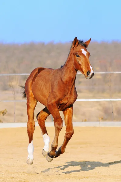 Galloping colt — Stock Photo, Image