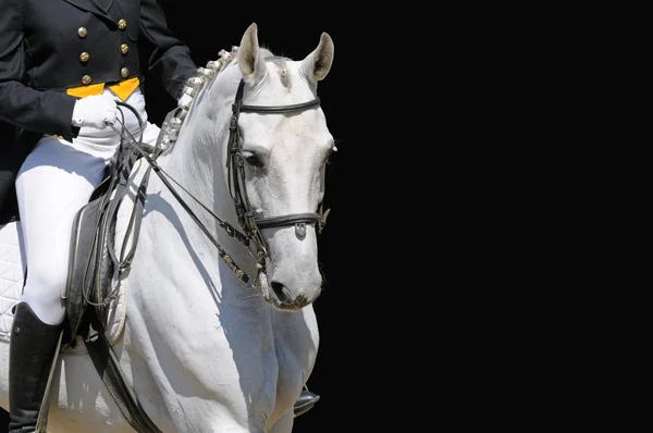 Portret szarości ujeżdżenia konia — Zdjęcie stockowe