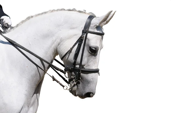 Un retrato de caballo de doma gris —  Fotos de Stock