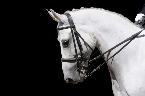 Un portrait de cheval de dressage gris — Photo