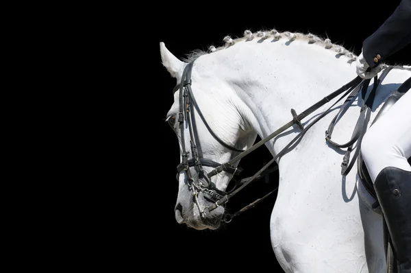 Ett porträtt av grå dressyrhäst — Stockfoto