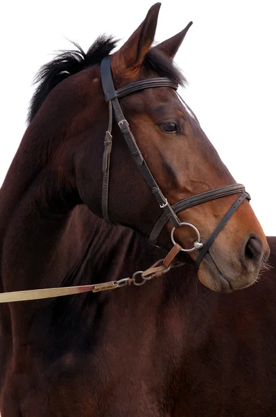 Portret van baai paard geïsoleerd — Stockfoto