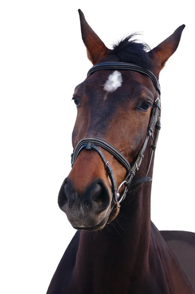 Porträtt av bay häst isolerad — Stockfoto