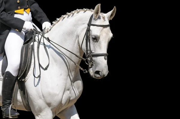 Un ritratto di cavallo dressage grigio — Foto Stock