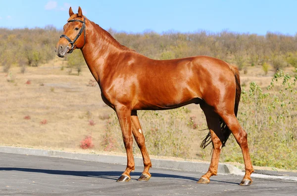 Exteriér koně — Stock fotografie