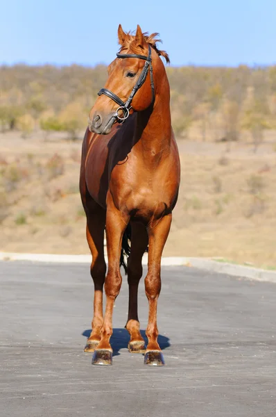 Utsidan av häst — Stockfoto