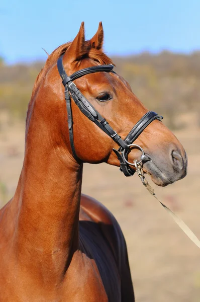 Ritratto di cavallo d'acetosa — Foto Stock