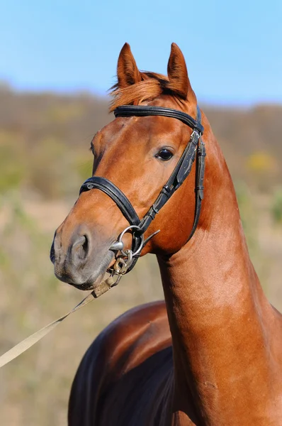 Retrato de caballo de acedera —  Fotos de Stock