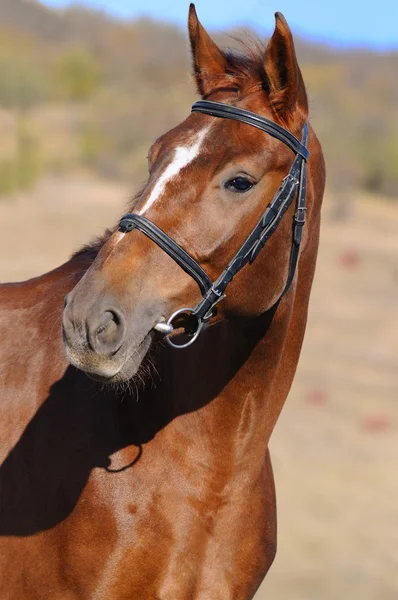 Retrato de cavalo de azeda — Fotografia de Stock
