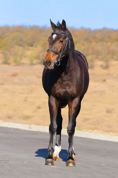 Külső bay horse — Stock Fotó