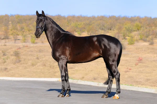 Buitenkant van het paard — Stockfoto