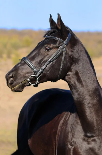 漆黒の馬の肖像画 — ストック写真