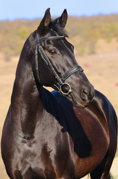Portrait of raven horse — Stock Photo, Image