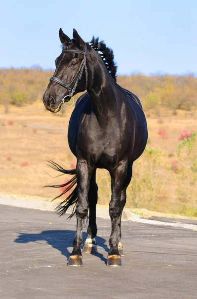 Buitenkant van het paard — Stockfoto