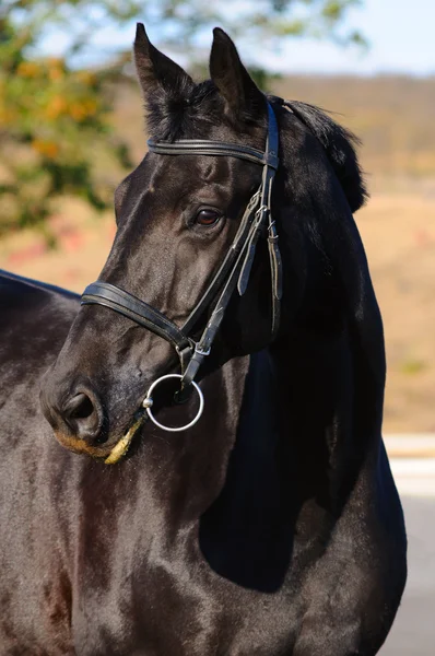 Portret van raven paard — Stockfoto