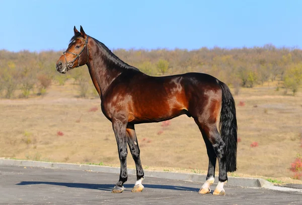 Exteriér koně — Stock fotografie