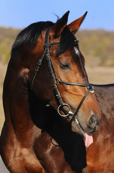 Porträt des braunen Pferdes — Stockfoto