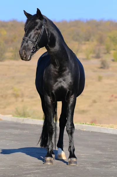 Exterior de cavalo — Fotografia de Stock